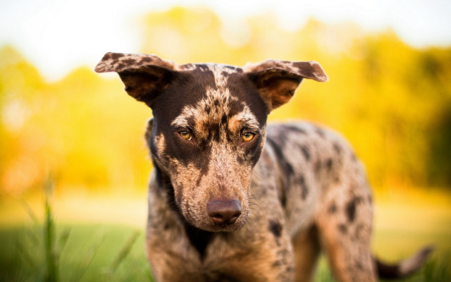 Dog field trees grass blurry free wallpaper - medium preview image
