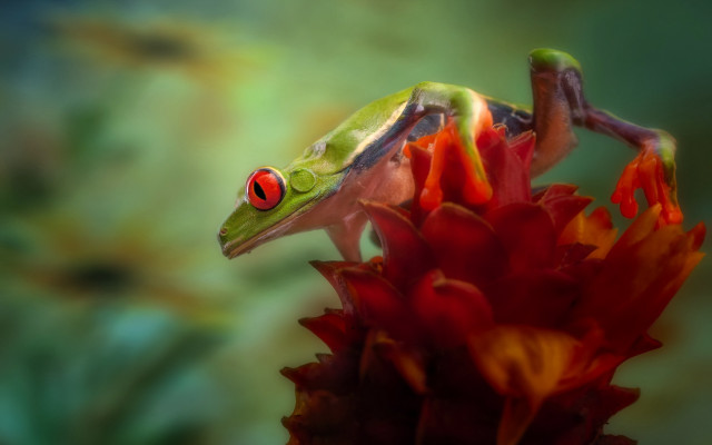 Frog red eyes flower blurry free wallpaper - medium preview image