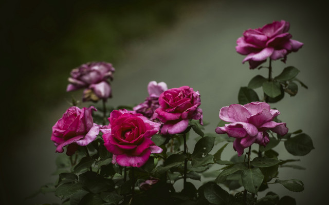 Pink roses vase table blurry #3 free wallpaper - medium preview image