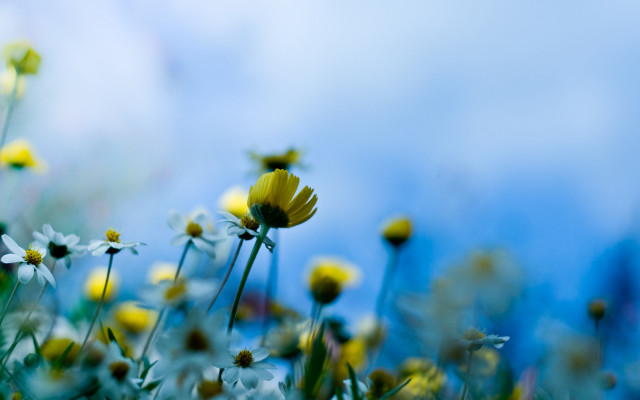 Yellow flower field blue sky #3 free wallpaper - medium preview image