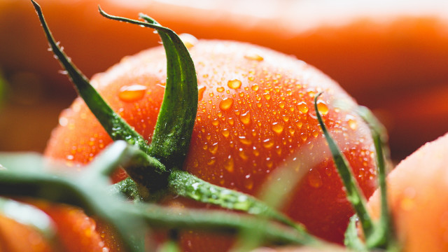 Tomatoes water droplets green stems free wallpaper - medium preview image
