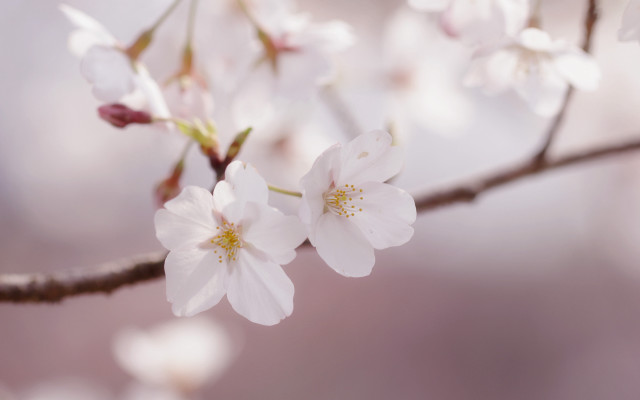 White flowers branch blurry pink free wallpaper - medium preview image