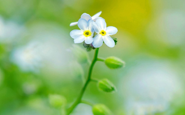 White flower bokeh macro daisy free wallpaper - medium preview image