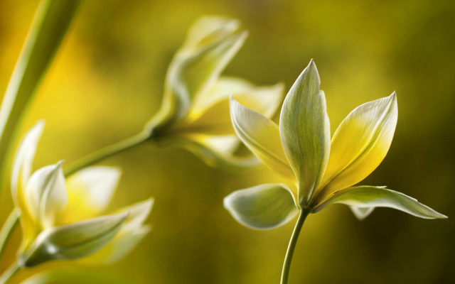 Daisy lily lotus flower bug free wallpaper - medium preview image