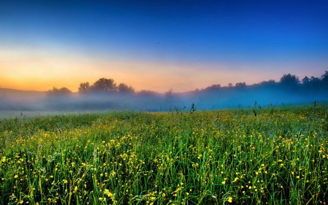 Yellow flowers fog sunset landscape free wallpaper - medium preview image