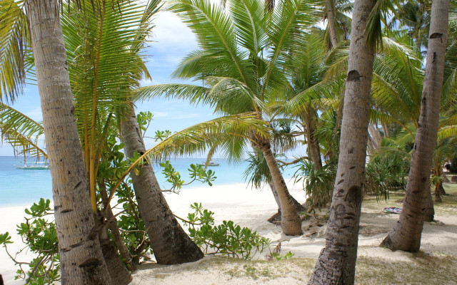 Beach palm trees boat water free wallpaper - medium preview image