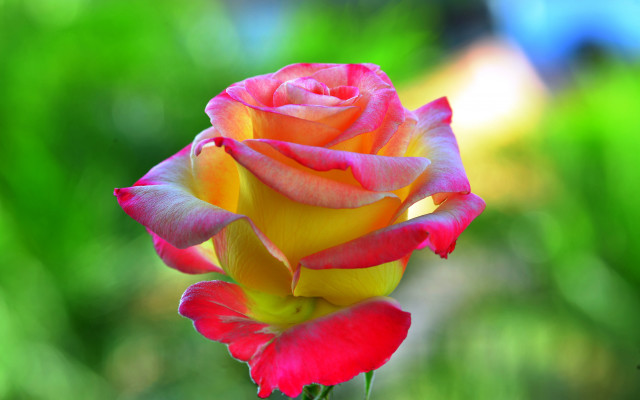 Red rose vase outdoors bokeh free wallpaper - medium preview image