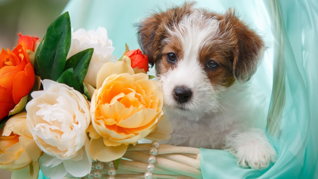 Puppy flower chair beaded necklace free wallpaper - medium preview image