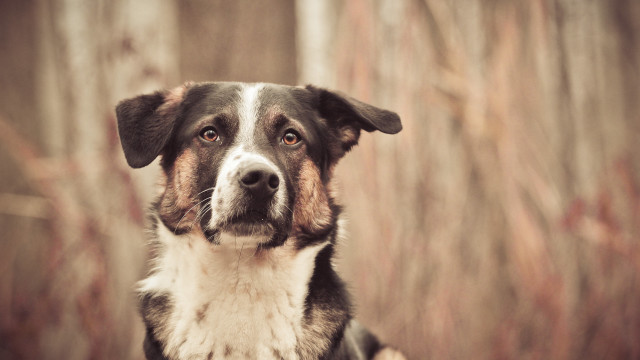 Dog focus blurry background elk free wallpaper - medium preview image