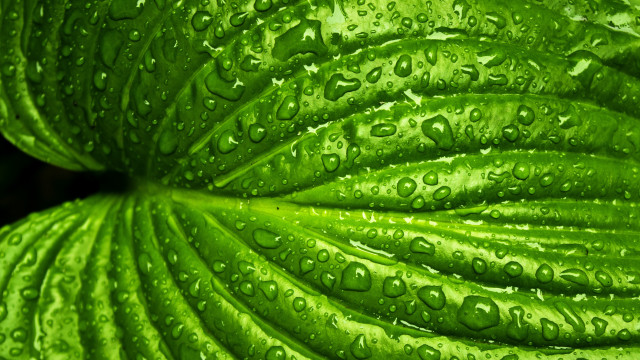 Green leaf water droplets macro #30 free wallpaper - medium preview image