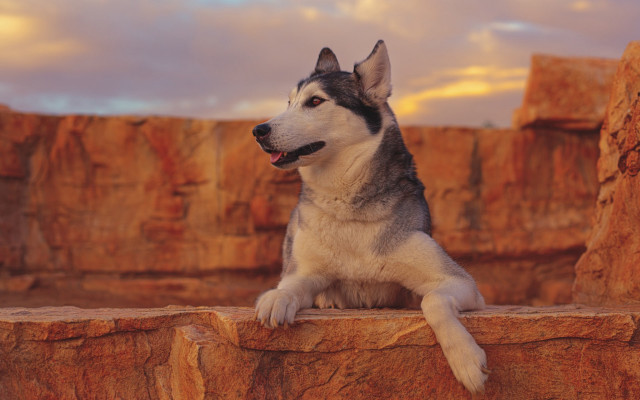 Husky rock ledge rock wall free wallpaper - medium preview image