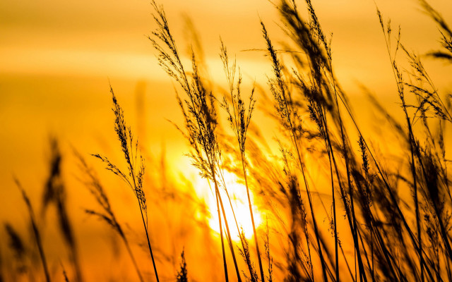 Sunset blowing grass yellow sky free wallpaper - medium preview image
