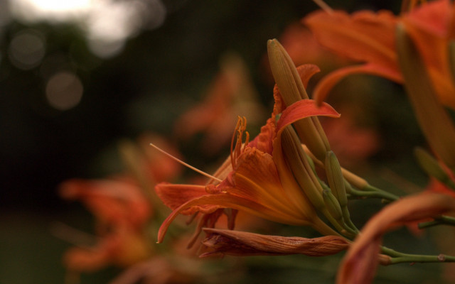 Flower petal closeup bokeh shallow free wallpaper - medium preview image