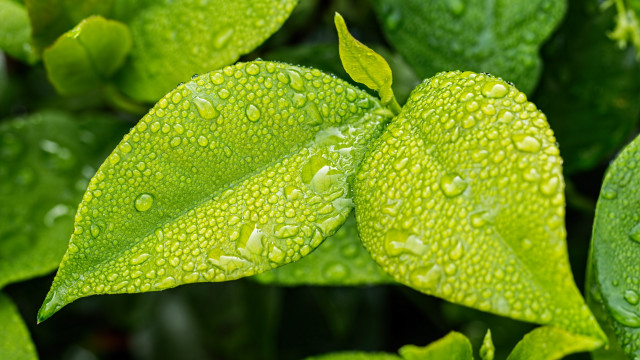 Green leaf water drops macro #32 free wallpaper - medium preview image