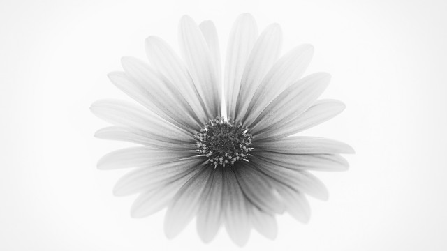 Black white flower ambient occlusion free wallpaper - medium preview image