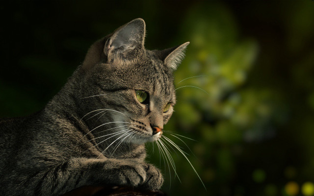 Cat wooden table forest green free wallpaper - medium preview image