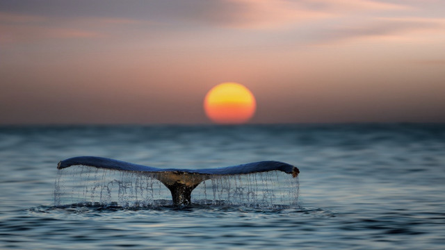 Whale tail sunset ocean photorealistic free wallpaper - medium preview image