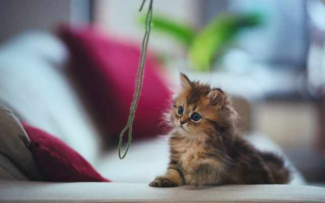 Kitten couch pillow plant photorealistic free wallpaper - medium preview image