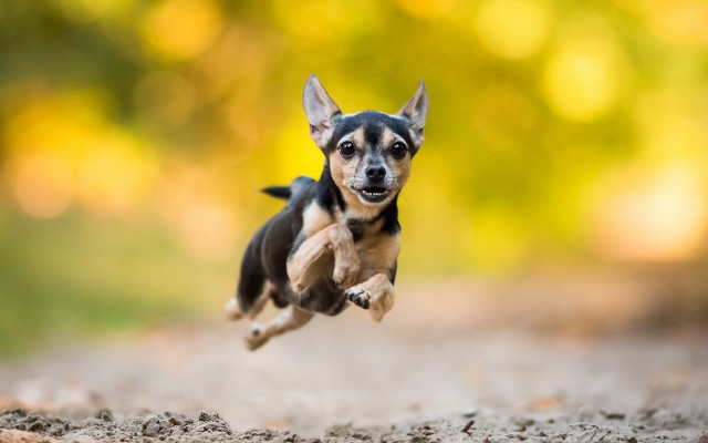 Small dog running woods bokeh free wallpaper - medium preview image