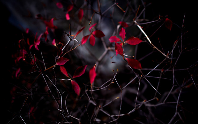 Tree red leaves night blurry free wallpaper - medium preview image