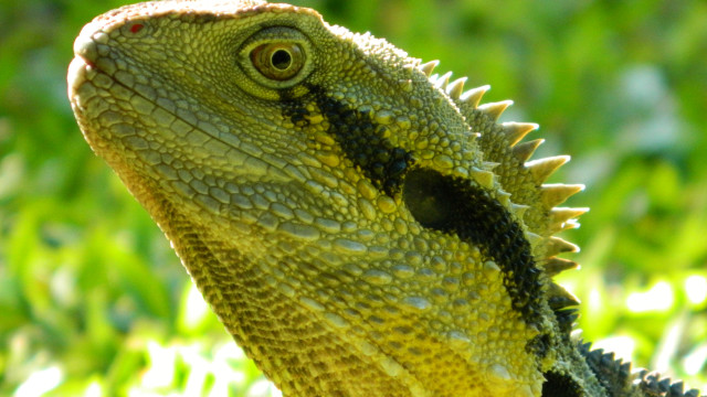 Lizard grass closeup bokeh nature free wallpaper - medium preview image