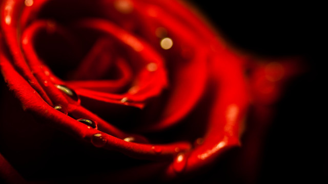Red rose water droplets black #2 free wallpaper - medium preview image