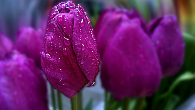 Purple flower water droplets bokeh #3 free wallpaper - medium preview image