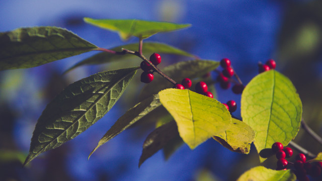 Branch berries leaves blue sky #4 free wallpaper - medium preview image