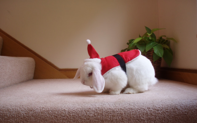 White rabbit santa hat vest free wallpaper - medium preview image