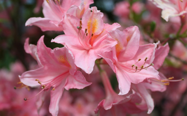 Pink flowers green leaves bokeh #4 free wallpaper - medium preview image