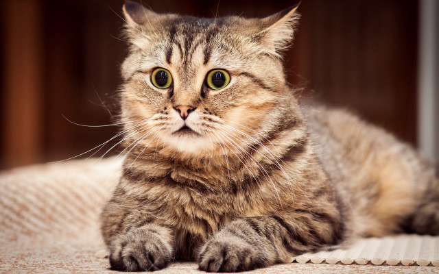Cat sad bed looking camera free wallpaper - medium preview image