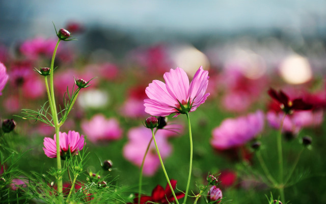 Pink flower field bokeh macro #4 free wallpaper - medium preview image