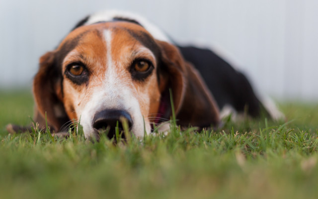 Sad dog laying grass bokeh free wallpaper - medium preview image