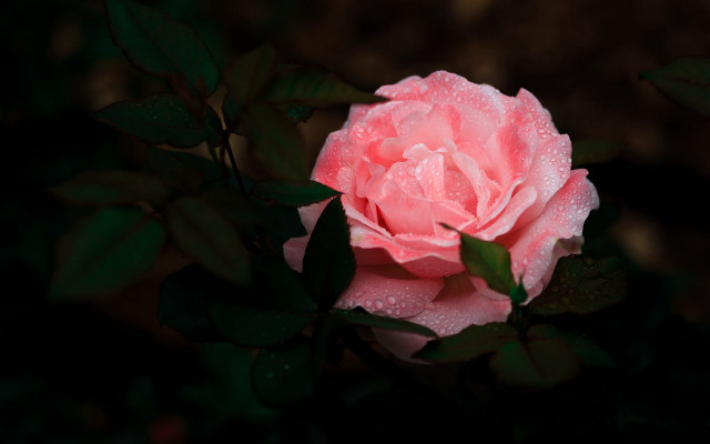 Pink rose water droplets macro #23 free wallpaper - medium preview image
