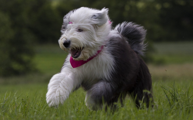 Small dog running pink collar free wallpaper - medium preview image