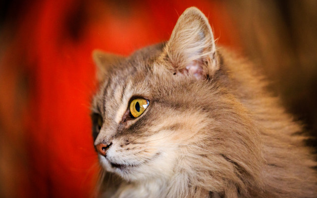 Cat yellow eyes blurry background #2 free wallpaper - medium preview image