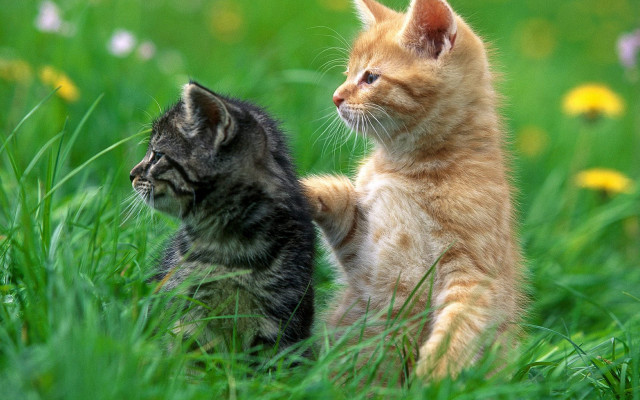 Kittens playing field flowers blurry free wallpaper - medium preview image