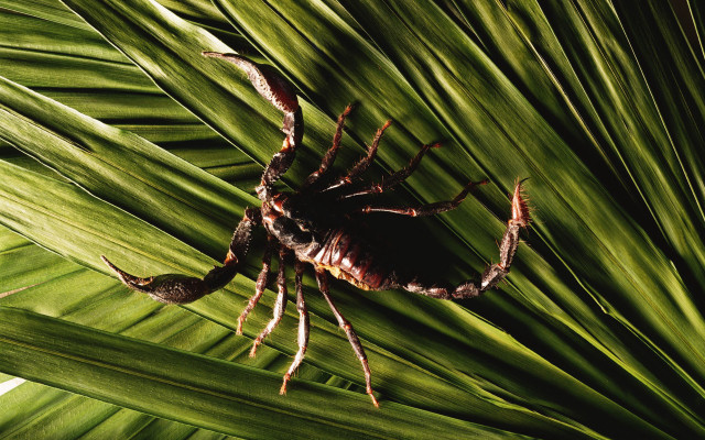 Spider greenleaf sunblurry background primitivism free wallpaper - medium preview image