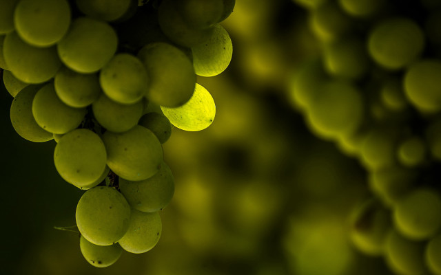 Grapes branch green background blurry free wallpaper - medium preview image