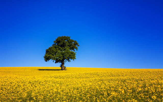 Lone tree yellow flower field free wallpaper - medium preview image