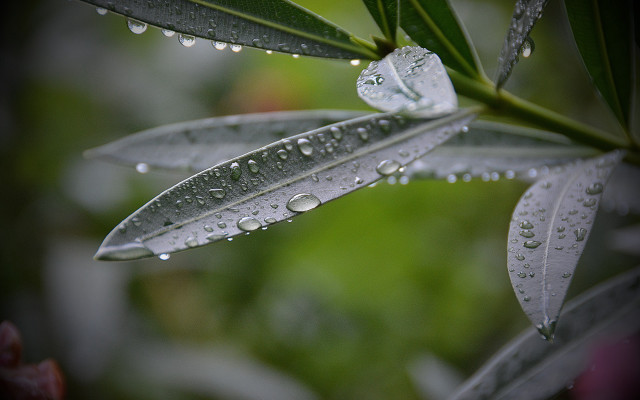 Leaf water drops macro blur free wallpaper - medium preview image