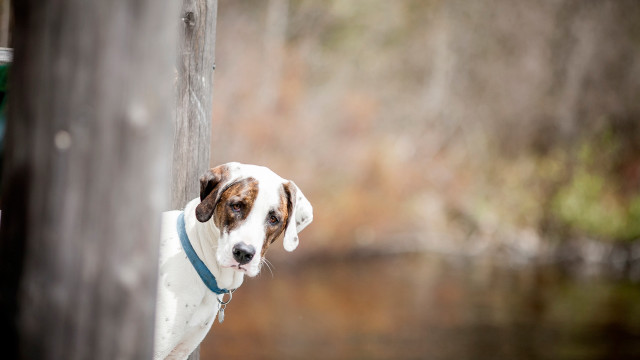 Dog fence trashcan water beach free wallpaper - medium preview image