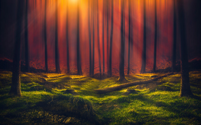 Forest path sunset magic realism free wallpaper - medium preview image