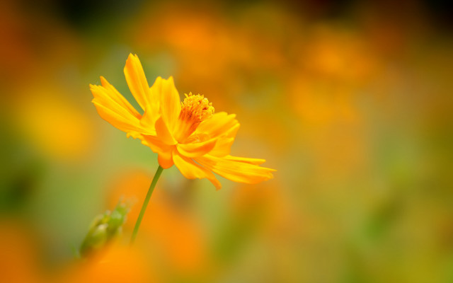 Yellow flower blurry background macro #6 free wallpaper - medium preview image