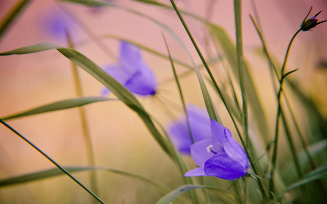 Purple flower closeup butterfly blur free wallpaper - medium preview image