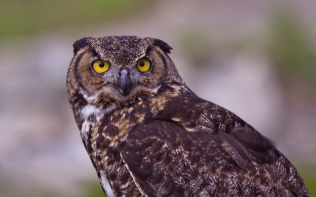 Bird prey yellow eyes blurry free wallpaper - medium preview image