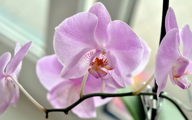 Flower vase table window macro free wallpaper - medium preview image