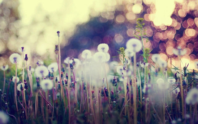 Dandelion field bokeh shallow depth free wallpaper - medium preview image