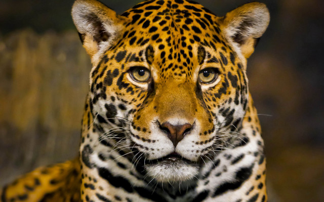 Leopard closeup blurry background animal #4 free wallpaper - medium preview image