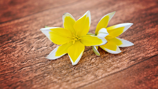 Yellow white flower wooden table free wallpaper - medium preview image